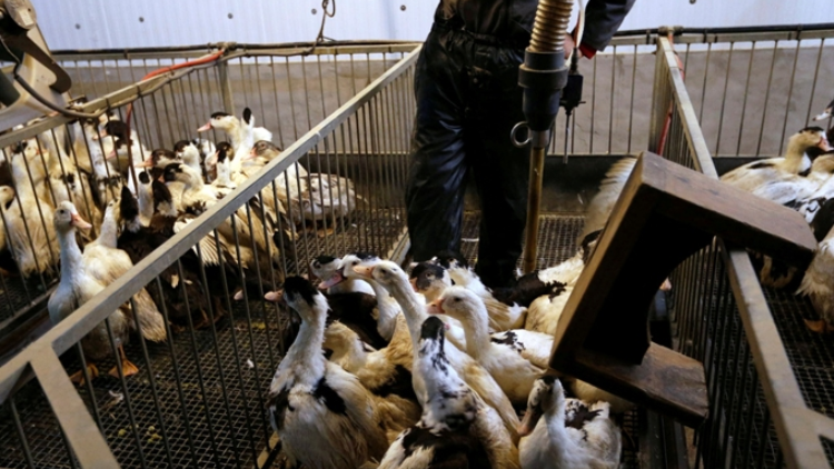法國展開全國家禽疫苗接種計劃 以防禽流感爆發
