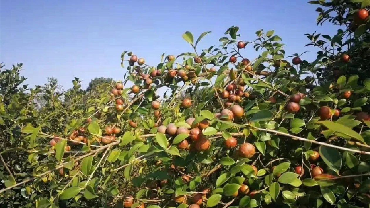 湖南多措並舉發展油茶產業  支持企業借力金融資本