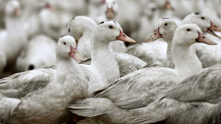 俄羅斯和加拿大部分地區爆發禽流感 港暫停疫區禽類產品進口