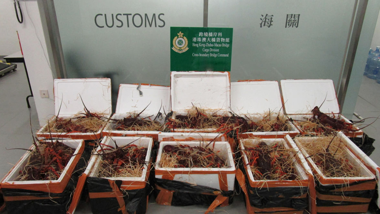海關檢獲194公斤懷疑走私活龍蝦 46歲私家車司機被捕