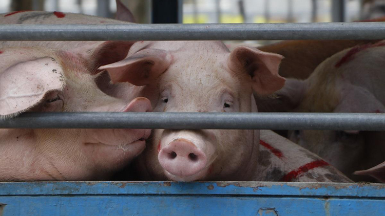 元朗流浮山一豬場16頭豬感染非洲豬瘟 護護署將銷毀豬隻