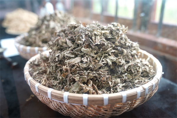 河南羅山：「小艾草」成就鄉村振興「大產業」