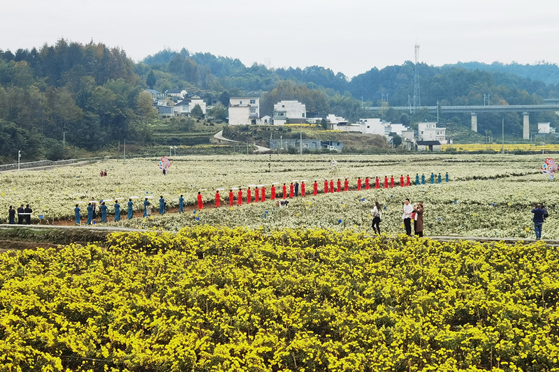 皖歙縣溪頭鎮：打造黃山貢菊示範區