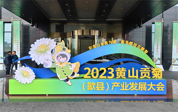 「產學研」融合「農文旅」貫通  黃山貢菊高质量发展之「歙县路径」