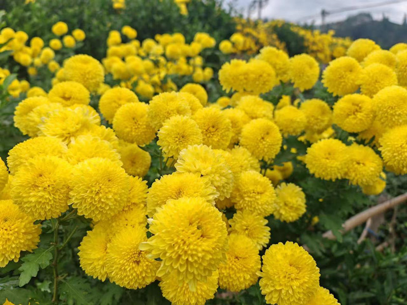 皖歙縣桂林鎮：採菊正當時  黃村花海美