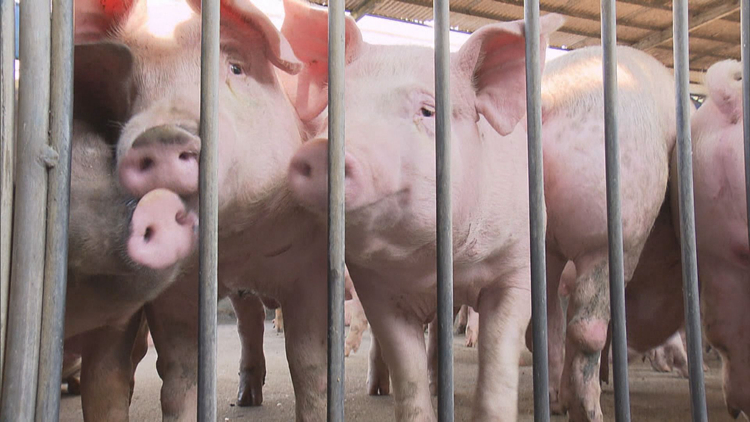 元朗流浮山豬場再有6頭豬感染非洲豬瘟 漁護署銷毀全部逾5600頭豬