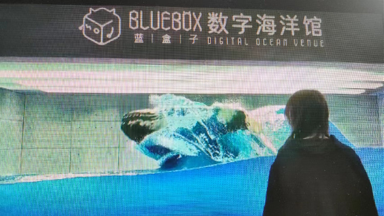 揮手召喚座頭鯨 海洋元宇宙產品驚艷海博會