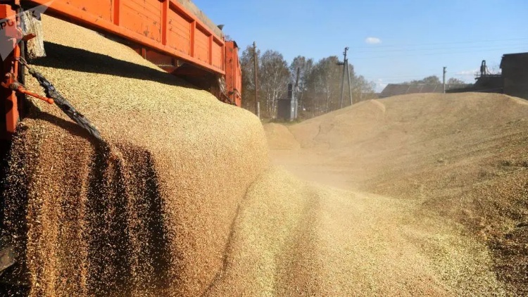 俄羅斯發公告限制出口硬質小麥 