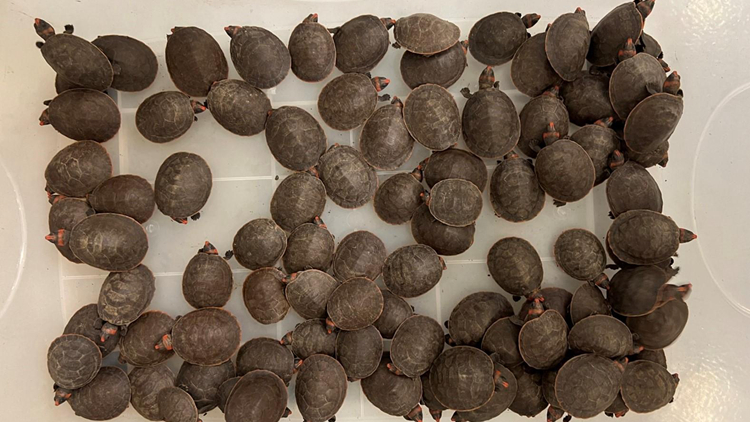 漁護署機場檢獲492隻瀕危紅頭側頸龜 市值300萬元