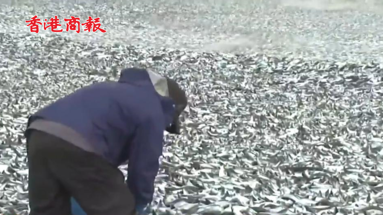 有片丨日本又一港口現百噸死魚 漁船寸步難行