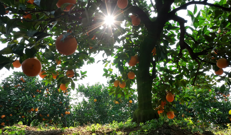 湘品湘造 閃耀世界| 盤點「冬日果王」 湘西南三大品種各有千秋
