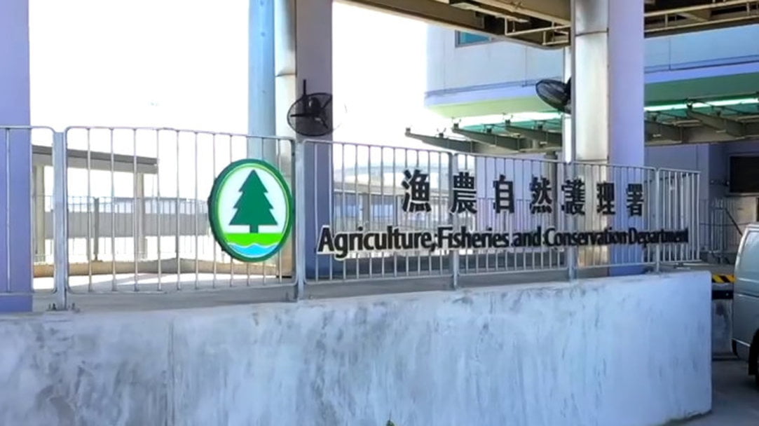 漁護署：綠翅鴨屍體對H5N1禽流感呈陽性反應