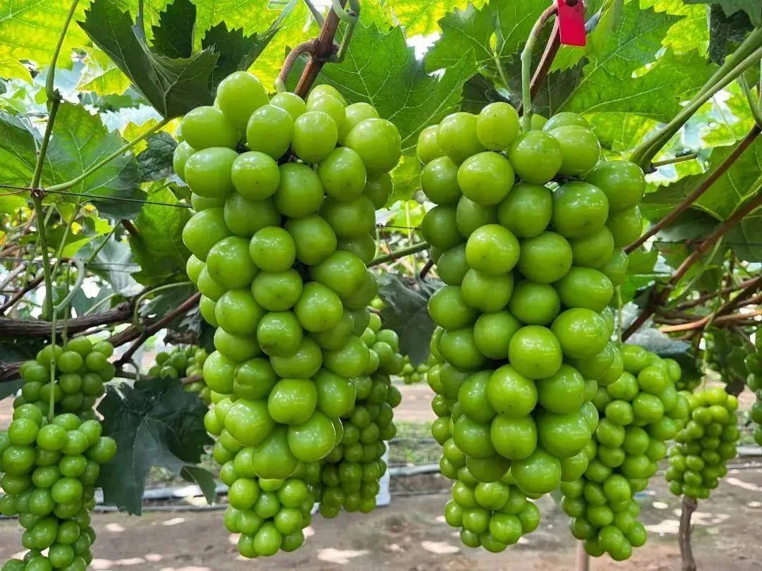 第三批全國名特優新農產品公示 營口鮁魚圈葡萄入選