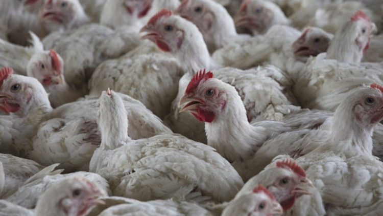 本港暫停進口美國華盛頓州國王郡禽肉及禽類產品