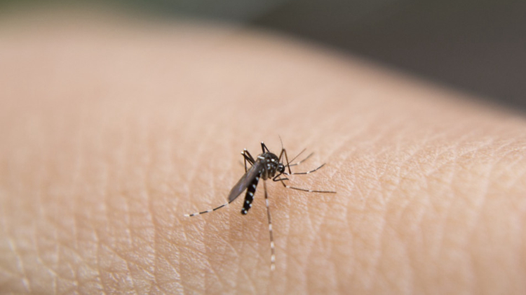 衞生防護中心最新錄得一宗登革熱個案 病人曾到斯里蘭卡