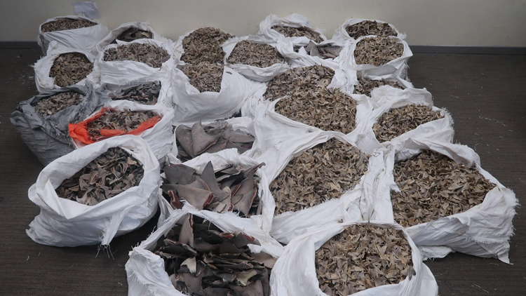 海關機場檢約800公斤懷疑受管制乾魚翅 拘1人