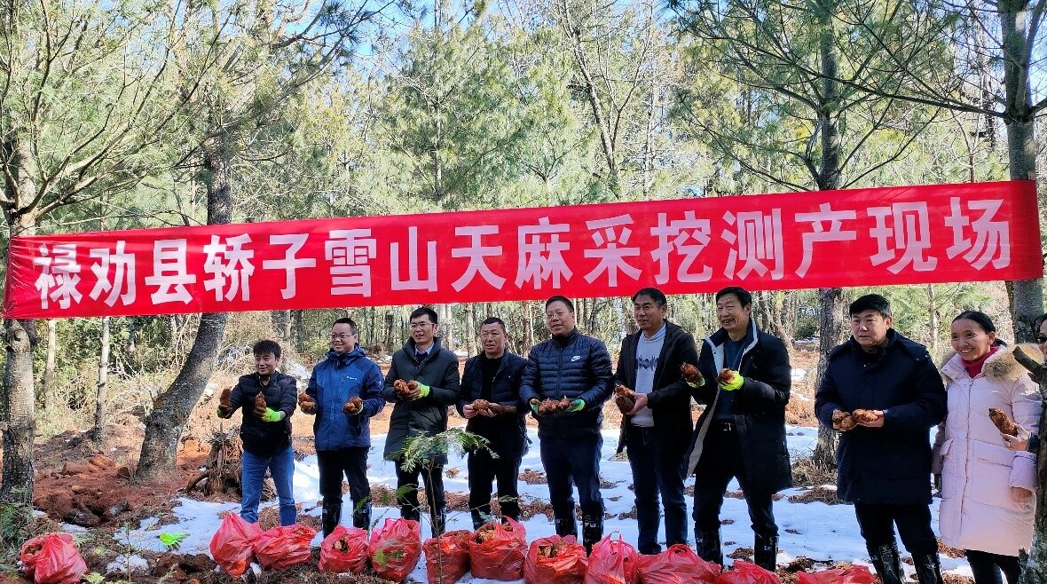 雲南祿勸：發展中藥材產業  鋪就民族團結進步幸福路