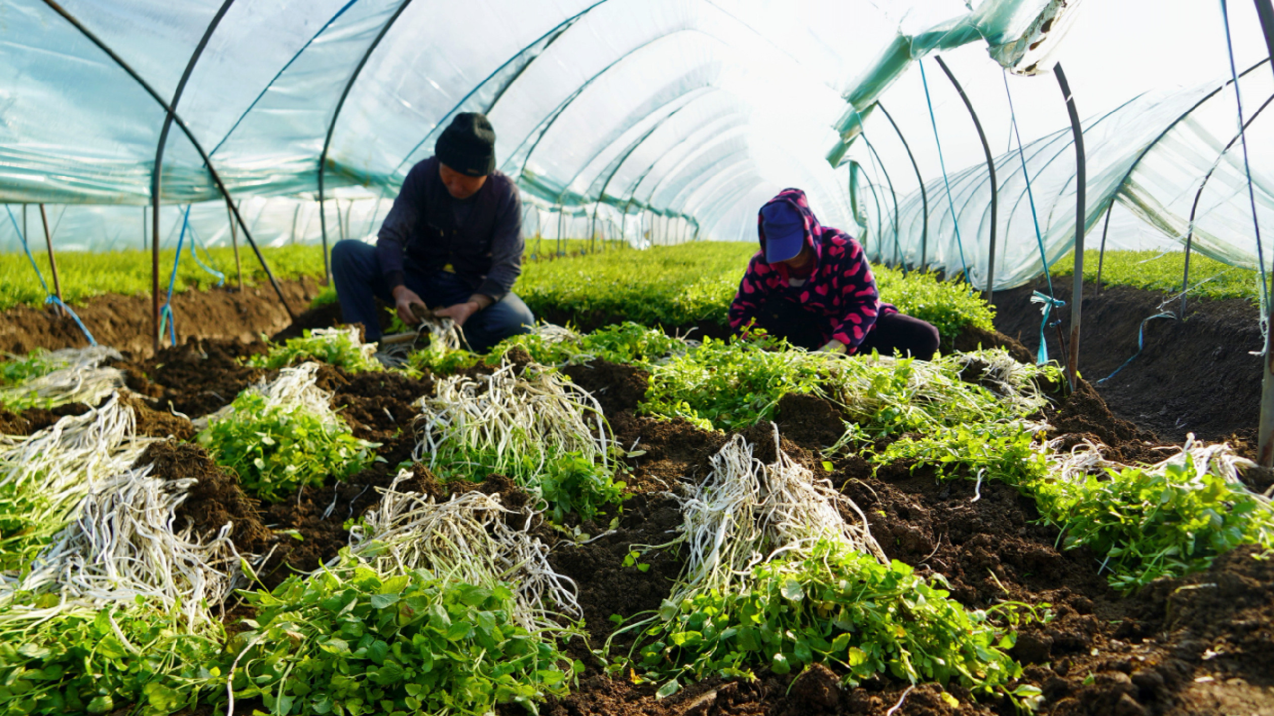 安徽巢湖：芹芽香飄萬家