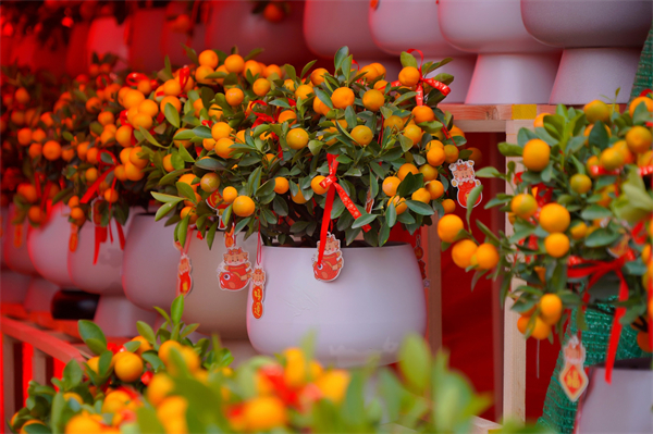 迎春賞花購物 東莞新春花市融匯傳統與潮流