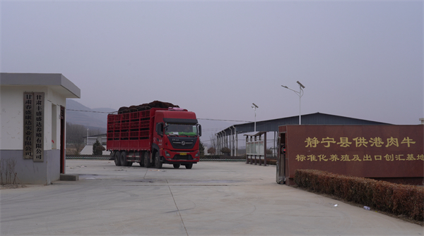 甘肅「平涼紅牛」出口規模實現四連增
