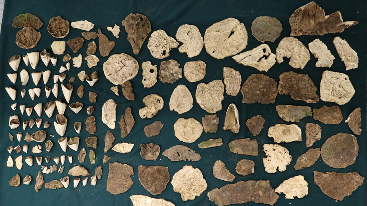 旅客走私135萬土沉香回內地 被判囚30個月