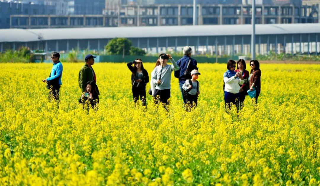 「花海」涌「金」浪  東莞厚街千畝花海驚艷綻放