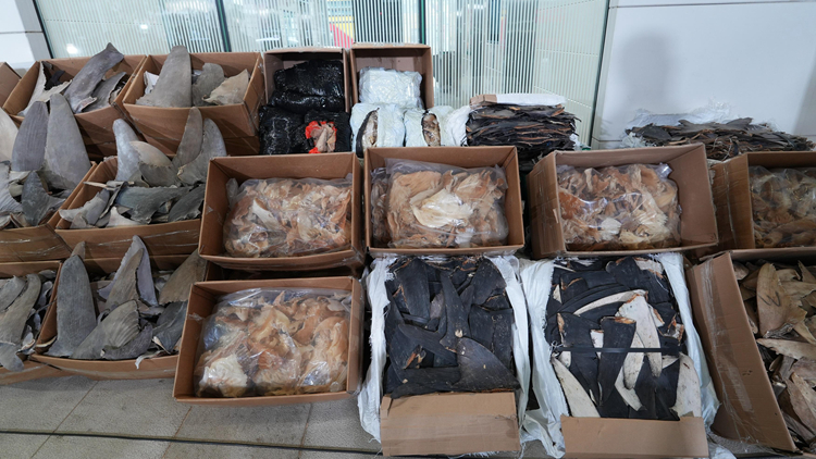 海關爛角咀偵破走私案 檢值640萬元疑受管制乾魚翅