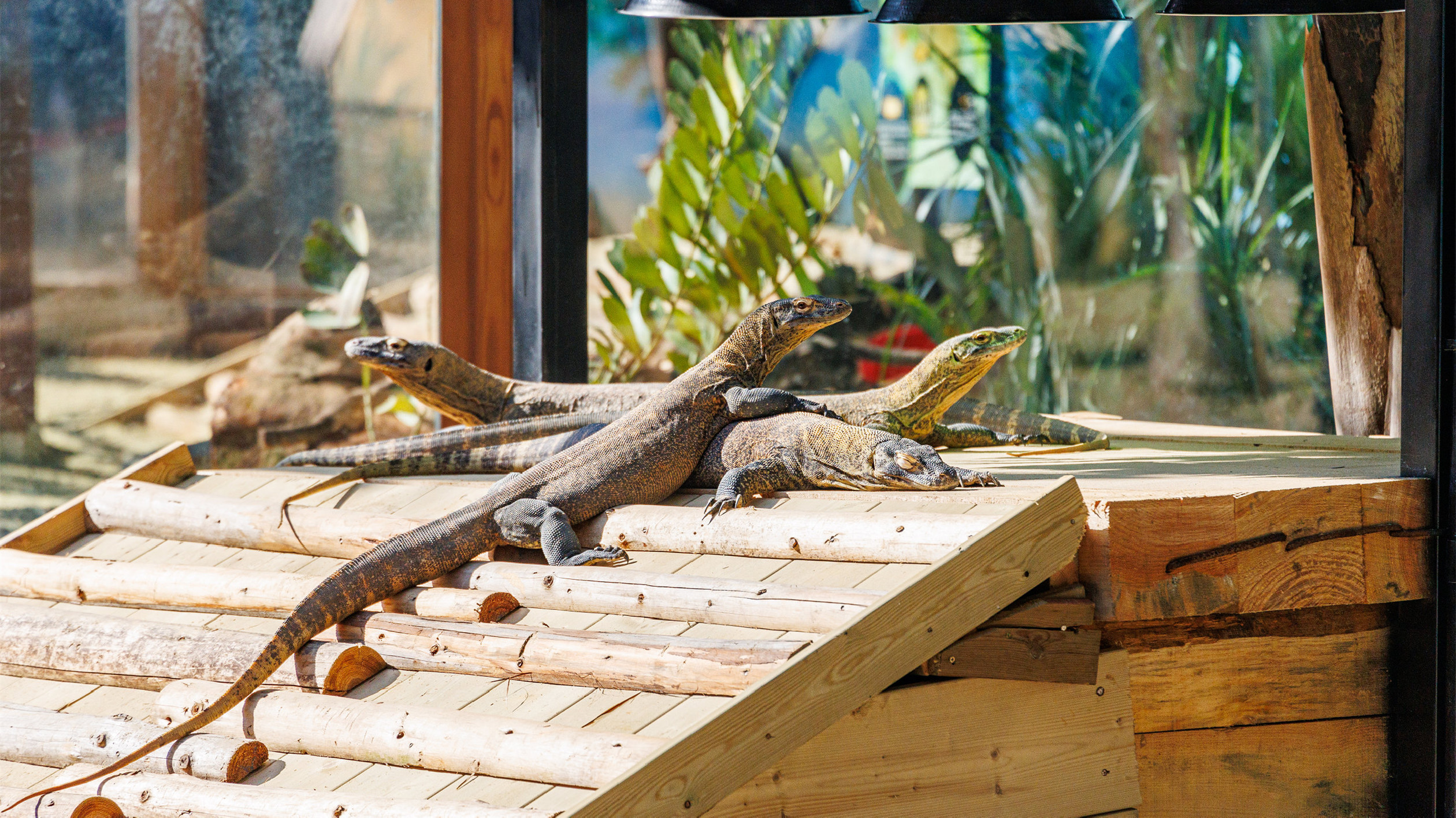 數碼化賦能  長隆以科技之力守護野生動植物
