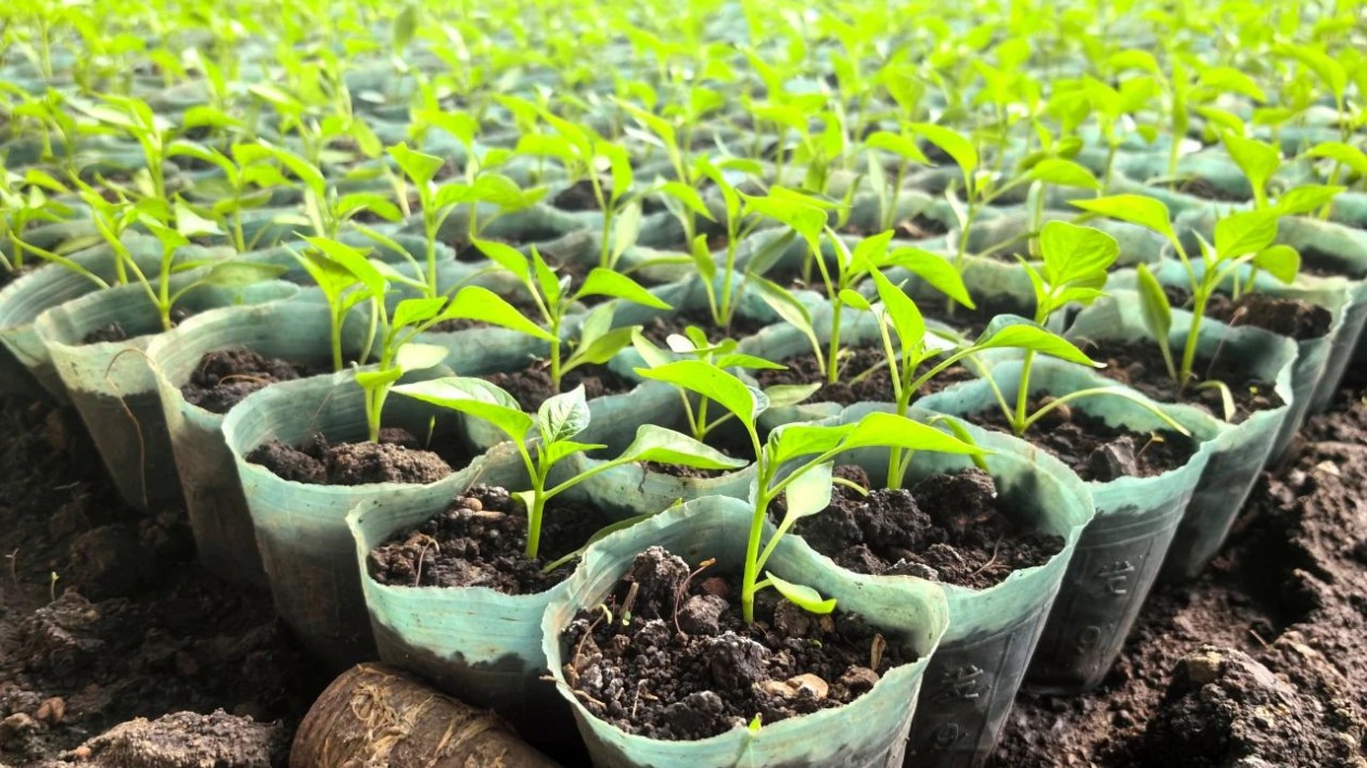 黑龍江寶清：搶抓農時不負春 大棚蔬菜種植忙