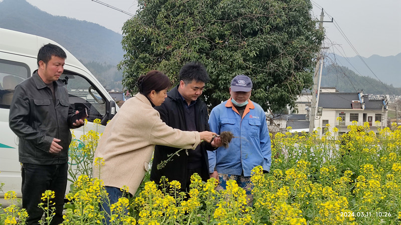 皖黟縣：增色田園風光  拓展「菜花經濟」