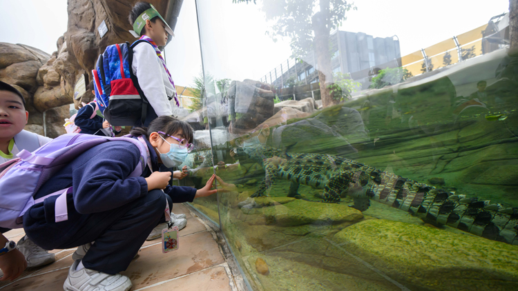 海洋公園全新動物大使鱷魚「百香果」首日與公眾見面
