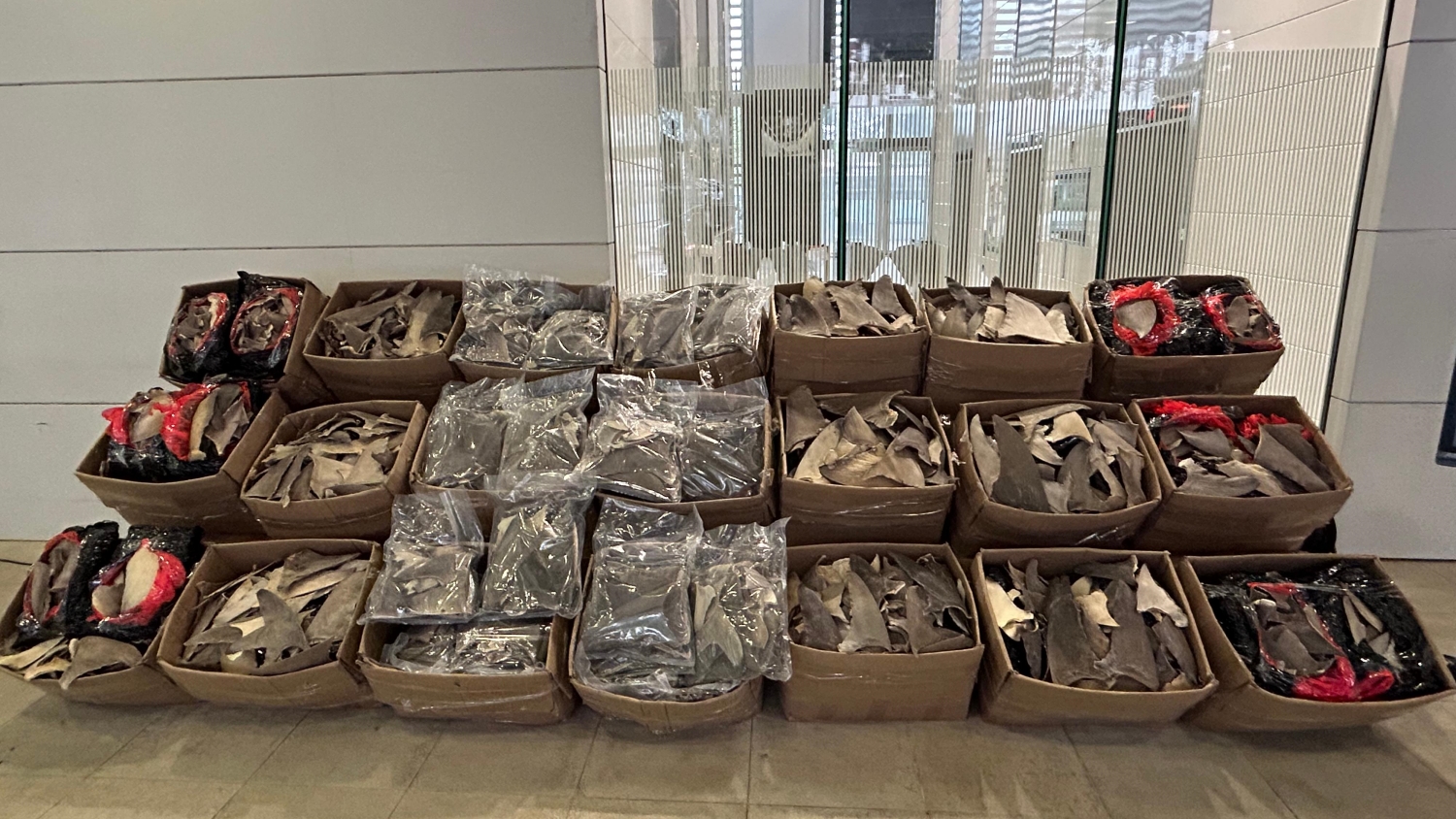 海關檢獲約一公噸懷疑受管制乾魚翅 市值約500萬元