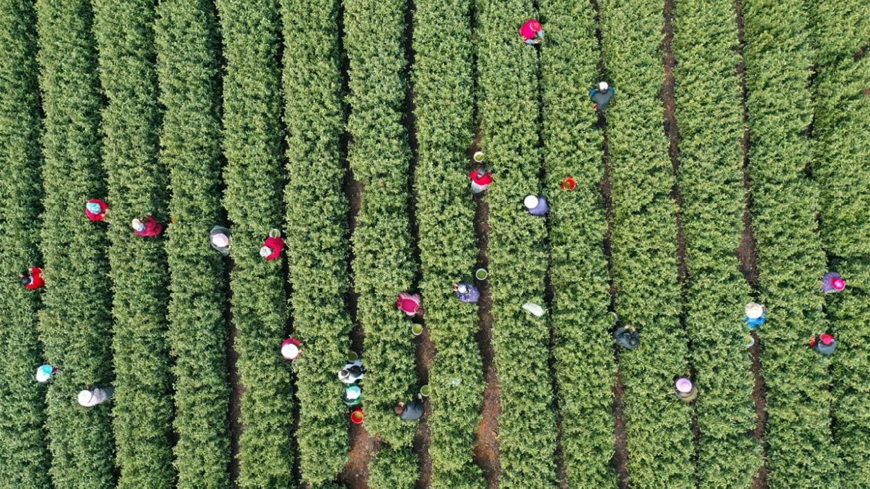 安徽巢湖：壩鎮萬畝春茶開採