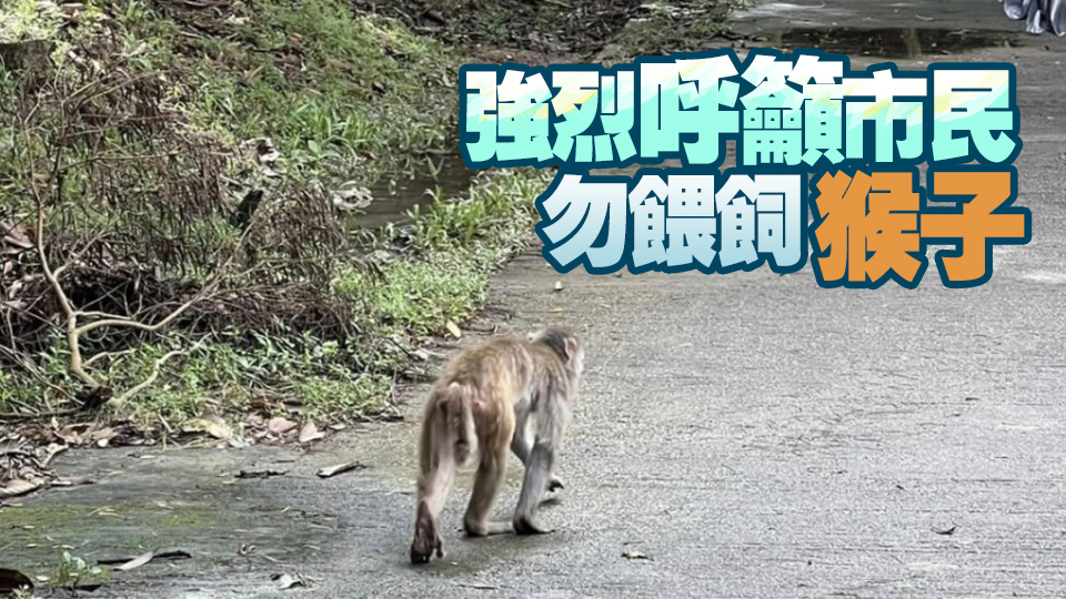 漁護署呼籲市民切勿接觸猴子 應避免直視猴子眼睛