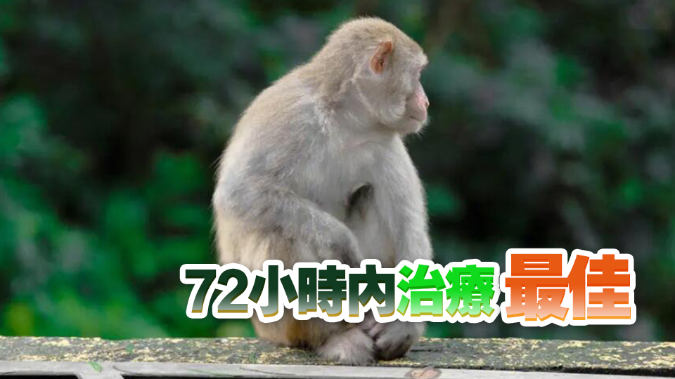 專家指人類感染猴疱疹病毒若不治療 死亡率達八成