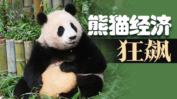 地表最強打工人！大熊貓「鈔能力」何以席捲全球？