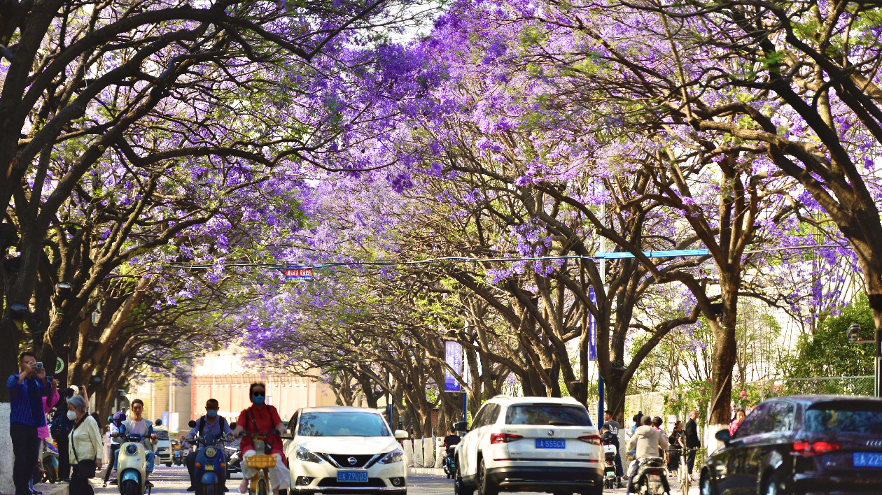 【有一種叫雲南的生活】第六屆中國·昆明藍花楹文化藝術節4月中旬啟幕