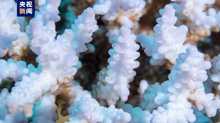 史上最嚴重！澳洲大堡礁遭遇大規模白化事件