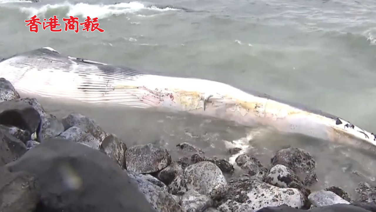 有片丨日本一海岸現超10米長鯨魚屍體 ：處於高度腐爛狀態