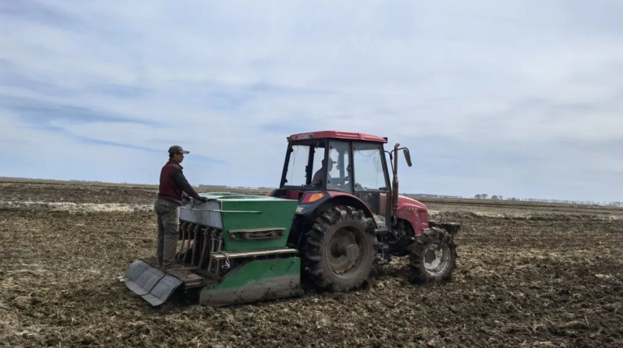 黑龍江寶清：水稻旱直播 節本又增效