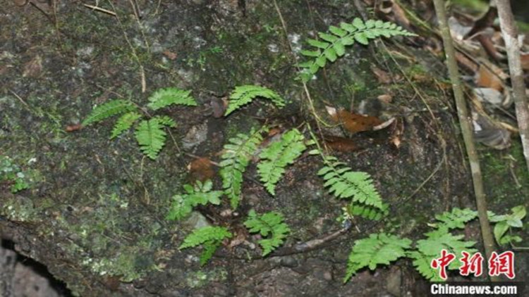 廣東丹霞山發現蕨類植物新種——國達鐵角蕨