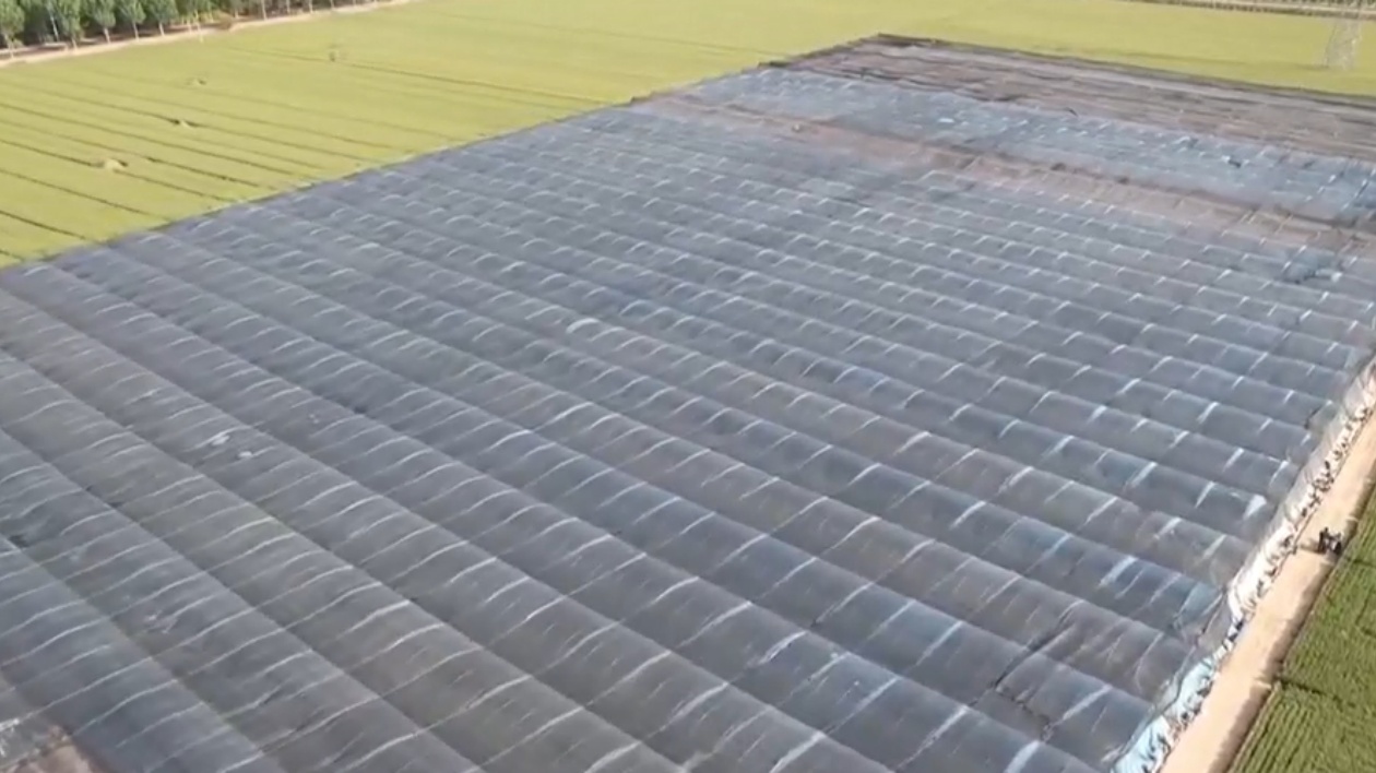 【視聽山東 】茌平：生薑種植拓富路