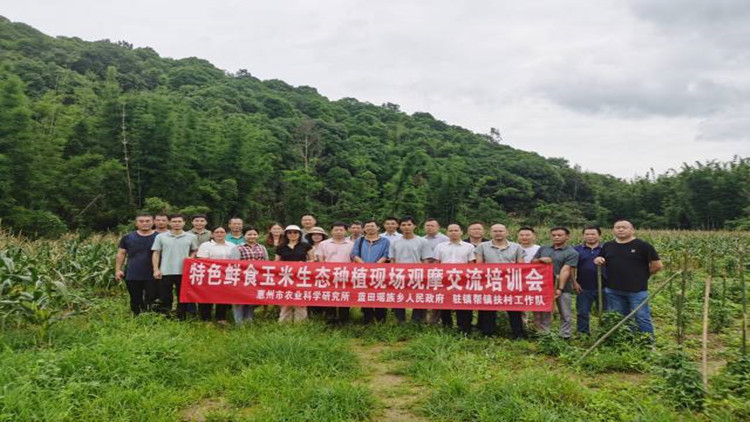 抗病抗逆品相好！惠州龍門新品種玉米試種成功