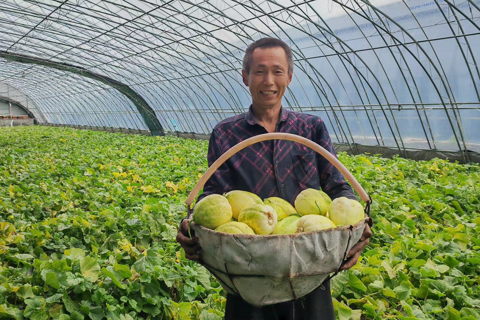 黑龍江寶清：小香瓜種出「金疙瘩」