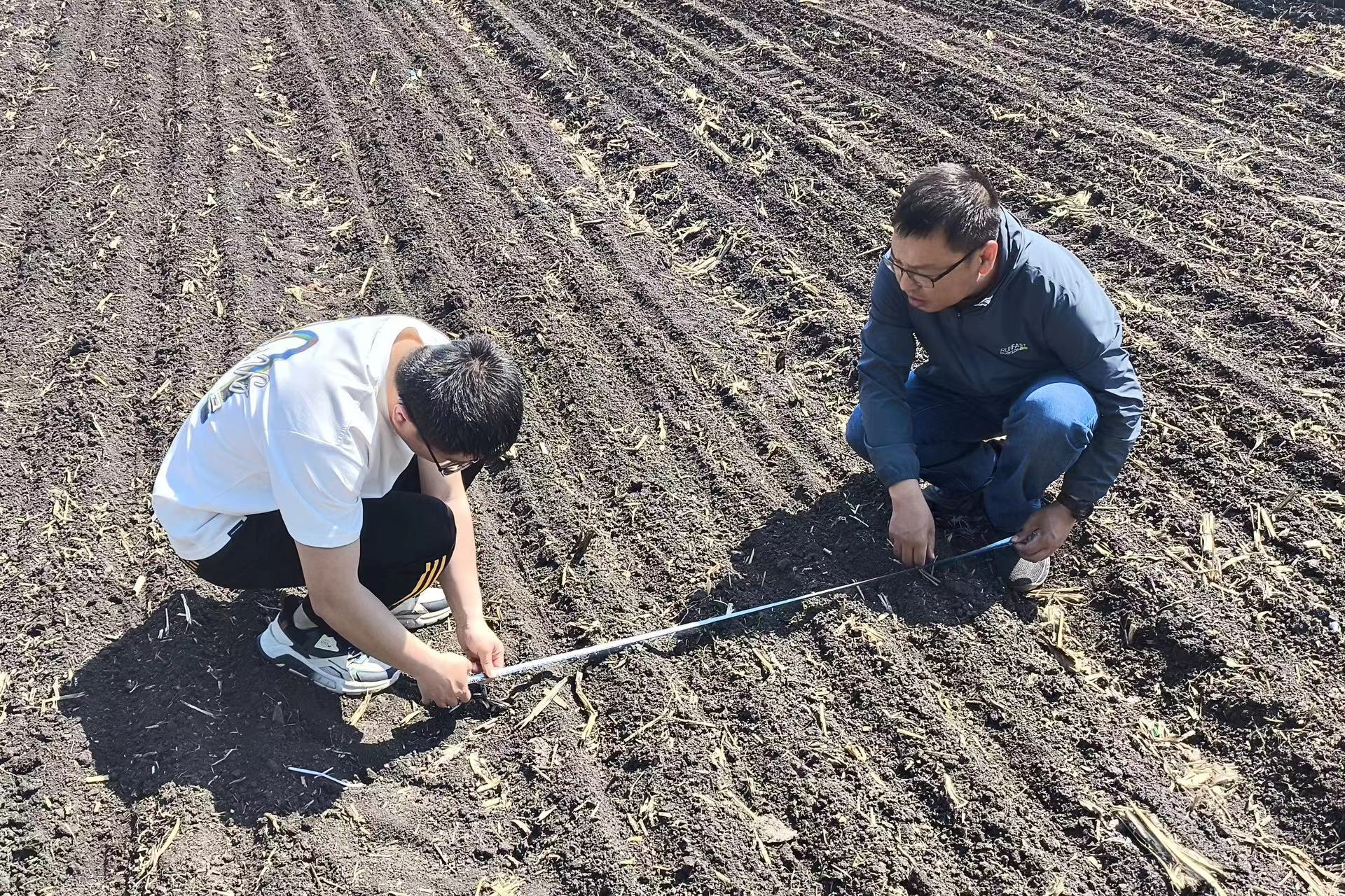 黑龍江寶清：深化墾地合作 大壟密植賦能單產提升