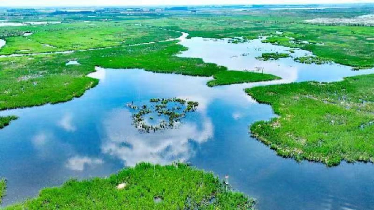 國內東方白鸛最大種群棲息黑龍江肇東千鶴島