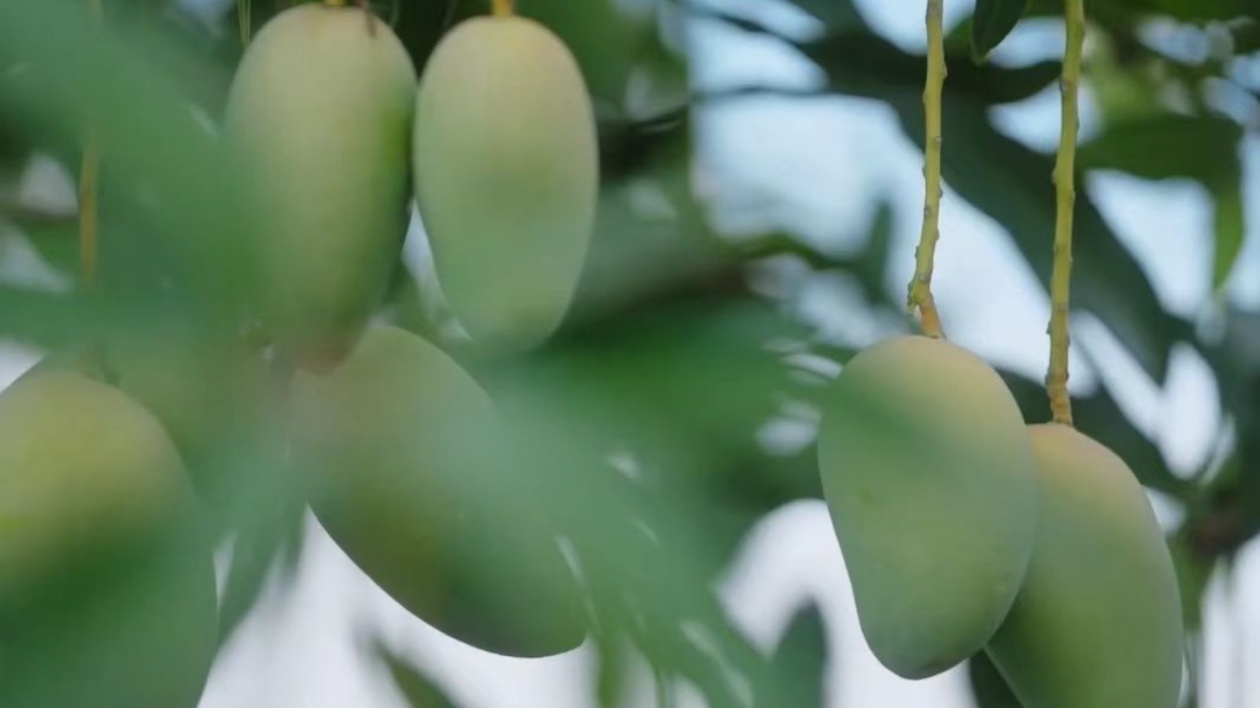 有片 | 百色好芒 不負相約