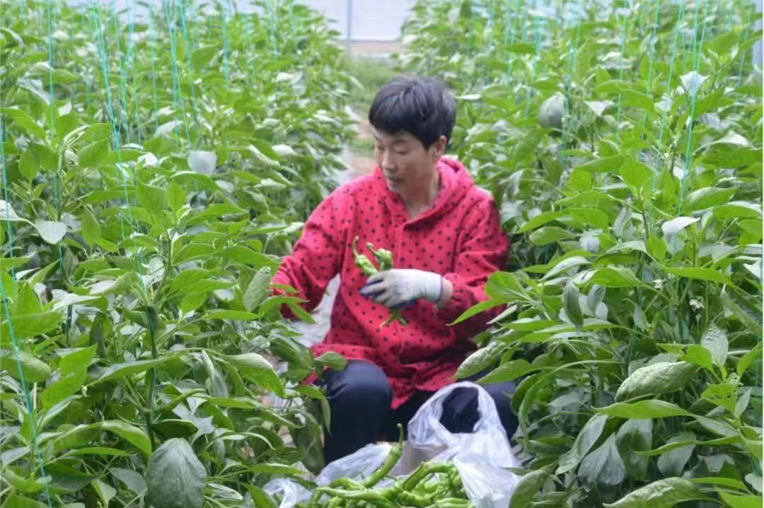 年產值過億元 湖北麻城辣椒暢銷粵港澳大灣區