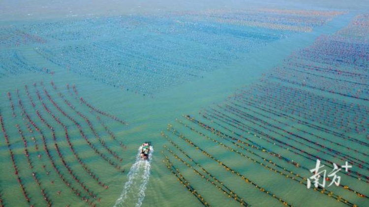 廣東海洋經濟總量連續29年穩居全國首位