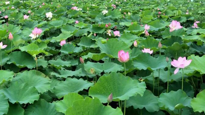 2024年深圳荷花賞暨第二屆荷美生活月6月15日啟幕